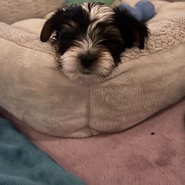 Biewer Terrier puppies from Xanadu