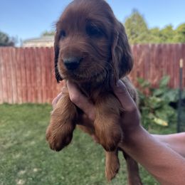 Gray-Dobby - Mahogany male Irish Setter puppy in Franklin, Idaho from Spring Creek Irish Setters