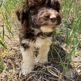 Jura - Brown and white male Aussiedoodle puppy in Colorado Springs, Colorado from Pesky Redneck Mini Ranch
