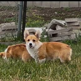 Charm - Red female Pembroke Welsh Corgi puppy in Billings, Montana from Eaglerock Kennel