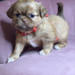 Ckc RUMI - Chocolate and tan female Shih Tzu puppy in Roseville, Michigan from Diamond Paws LLC