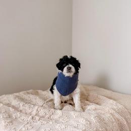 Taal - Black and white male Bernedoodle puppy in Cold Spring, Minnesota from A.N.A. Doodles