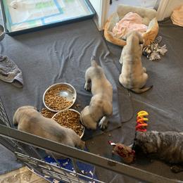 Cockapoo and Mastiff Puppies from SMC Mastiffs / Muddy Boots Doodles