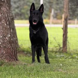 Bia - German Shepherd