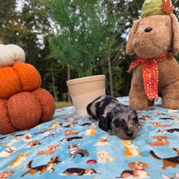 Dapple girl 3 - Dapple female Dachshund puppy in West Plains, Missouri from Spring Creek Dachshunds