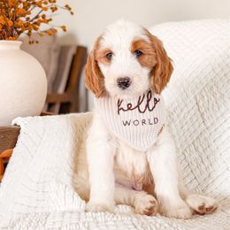 Toffee - Parti male Goldendoodle puppy in Cold Spring, Minnesota from A.N.A. Doodles