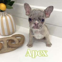 Apex - Brindle and white male French Bulldog puppy in Buford, Georgia from Petite Posh Puppies