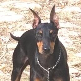 Felix - Manchester Terrier