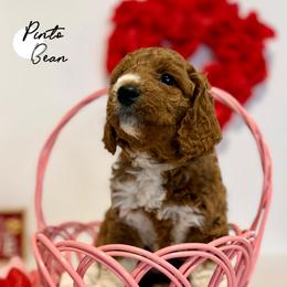 Pinto Bean - Red  male Goldendoodle puppy in Spokane Valley, Washington from Mini Golden doodle Inland Northwest