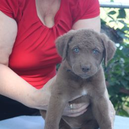 Luna- Girl 3-Purple Collar - Dark brown Chesapeake Bay Retriever puppy in Eureka, Kansas from Eska Creek Chesapeakes