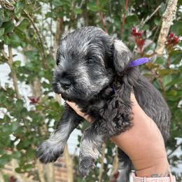Dark Purple Girl - Salt and pepper female Miniature Schnauzer puppy in Floyd, Virginia from Little River Puppies