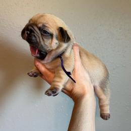 Kinley Cocoa fawn female  OFA'd parents - Fawn female French Bulldog puppy in Billings, Montana from Montana Made Frenchies