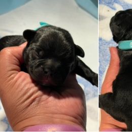 French Bulldog Puppies from Tip Top Bully House