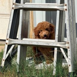 Harry - Red  male Poodle puppy in Bells, Texas from Partridge Doodles and Poodles