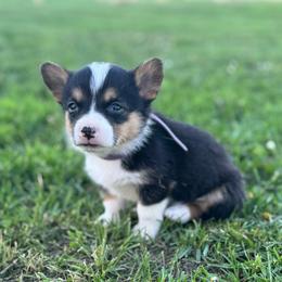 Pink Collar Female - Black and tan female Pembroke Welsh Corgi puppy in Derby, Iowa from Newton Hay & Cattle