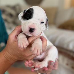 Girl 2 - female Dalmatian puppy in Tulsa, Oklahoma from White House Dals