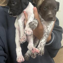 German Shorthaired Pointer Puppies from Red Hills GSPs
