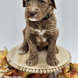 Green boy - Goldendoodle puppy from Sweet Georgia Doodles