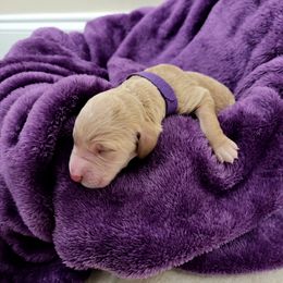 Girl 2 - female Goldendoodle puppy in Summerfield, North Carolina from Lila's Teddybear Goldendoodles