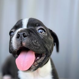 Boston Terrier Puppies from BellaBlu's Babes