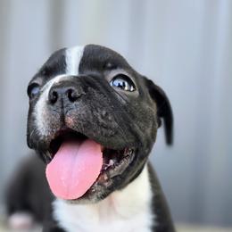 Boston Terrier Puppies from BellaBlu's Babes