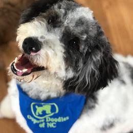 Bristol - Goldendoodle