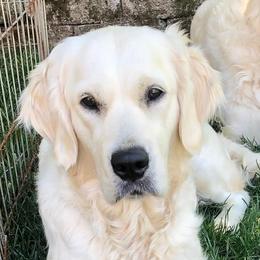 Marilyn - Golden Retriever