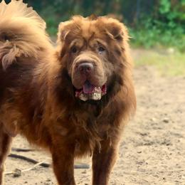 Chucky - Chinese Shar-Pei