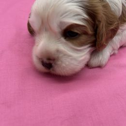 Daisy - Blenheim female Cavalier King Charles Spaniel puppy in Burke, New York from Patti’s Puppies