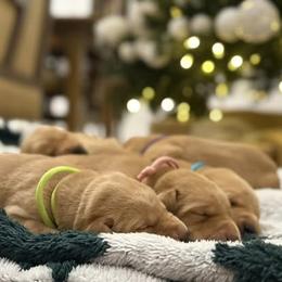 Light Green - Yellow female Labrador Retriever puppy in Oklahoma City, Oklahoma from H & H Retrievers