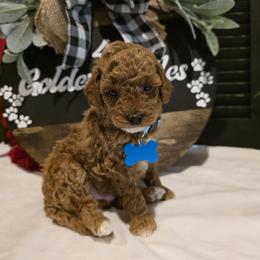 Coco - Red  female Goldendoodle puppy in Bristol, Tennessee from 4goldendoodles