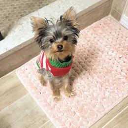 Pablo - Yorkshire Terrier