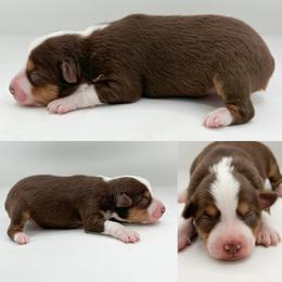 Red tri female 1 - Red tri female Toy Australian Shepherd puppy in Brooker, Florida from Honey, I Shrunk the Aussies
