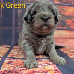 Goldendoodle, Golden Retriever, Labradoodle, and Labrador Retriever Puppies from Robertson's Retrievers and Doodles