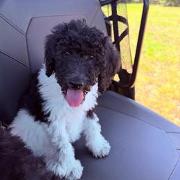 Maple - Parti female Goldendoodle puppy in Jasper, Georgia from Harrington Doodles & Poodles