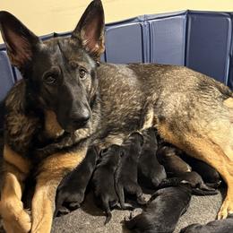 German Shepherd puppies from El Dorado