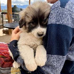 Velvet- yellow - Badger female Colorado Mountain Dog puppy in Cotopaxi, Colorado from Once Upon A Moose (OUM)
