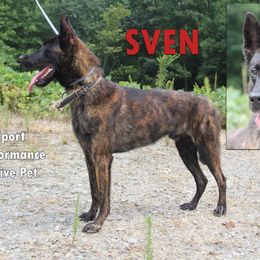 Sven - Black brindle male Dutch Shepherd puppy in Jasper, Georgia from Von Der King Working Dogs