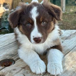Fancy - Red tri-color female Australian Shepherd puppy in Preston, Idaho from KC Bar Ranch Aussies