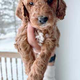 Goldendoodle Puppies from Sunrise Doodles