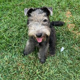 Giant Schnauzer and Lakeland Terrier Puppies from Lazy VL Lakelands
