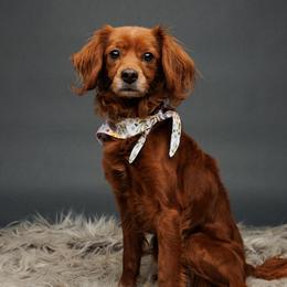 Blossom - Companion Cross