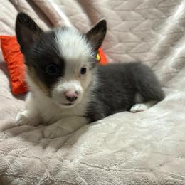 Abby - Gray and white female American Corgi puppy in Decatur, Texas from Bar S Corgis