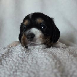 Cowboy - Piebald male Dachshund puppy in Lady Lake, Florida from K Rae's Dachshunds