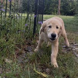 Pecan Orchard's White Blessing - Golden male Golden Retriever puppy in Pearland, Texas from Pecan Orchard Goldens