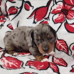 Rudolf - Dapple male Dachshund puppy in Anaconda, Montana from Williams Family Dachshunds