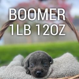 Boomer - Charcoal male Dilute Retriever puppy in Puyallup, Washington from 12 Door Farm Labradors