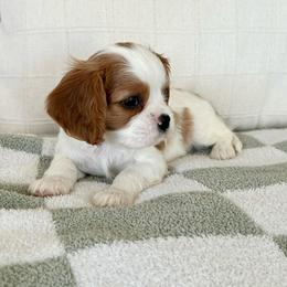 Winton - Blenheim male Cavalier King Charles Spaniel puppy in Buckeye, Arizona from Parks Cavaliers