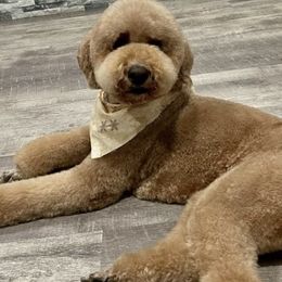 Poodles from Standard Poodle Puppies