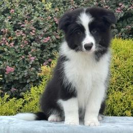 Coal - Black male Border Collie puppy in Dunn, North Carolina from Coylety Border Collies